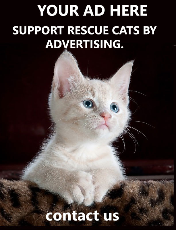 Cat ad
