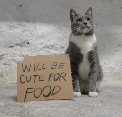 cat with food sign